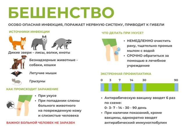 Проверить собаку на бешенство после укуса человека - 9/48